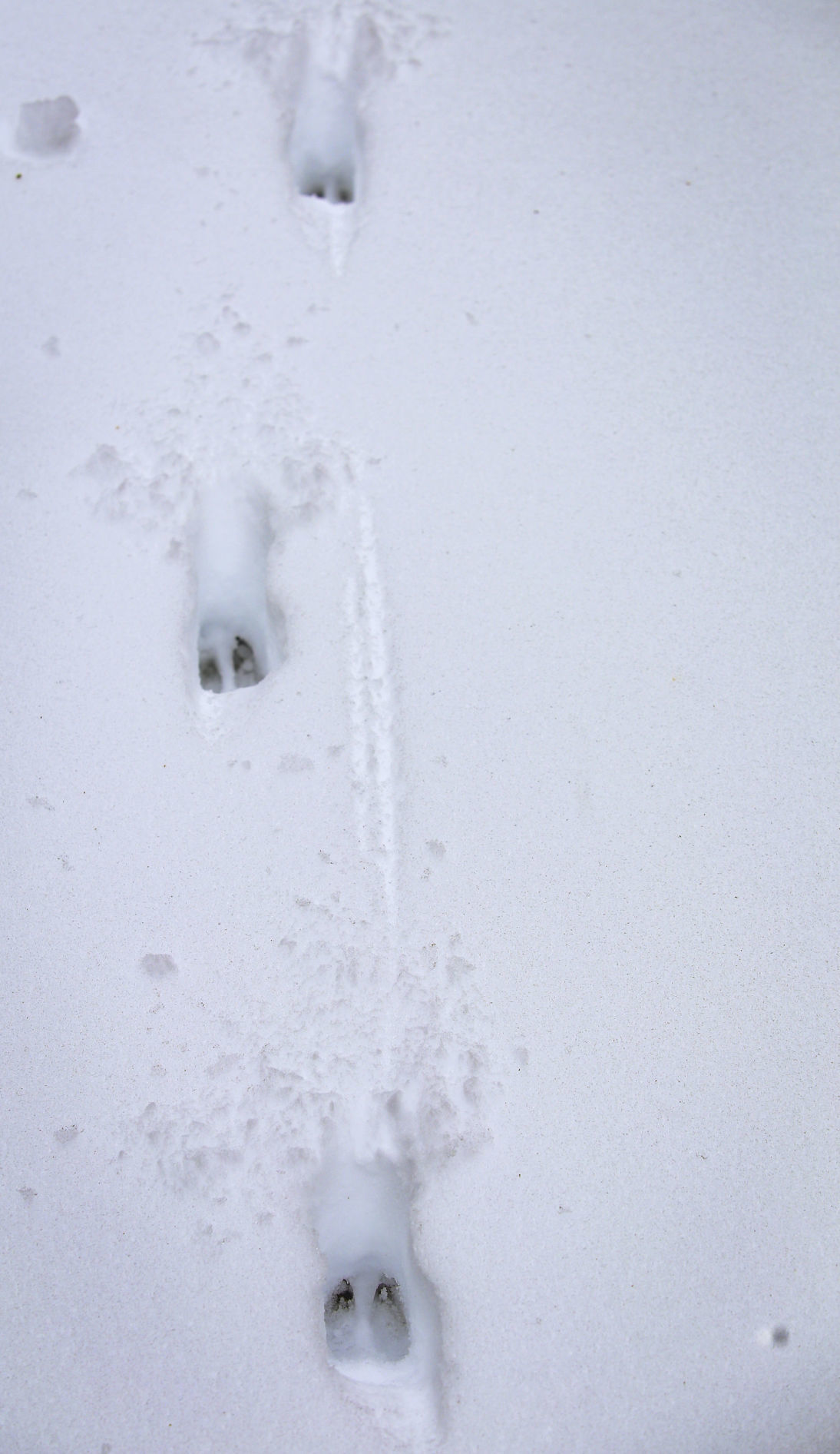 012319-qct-qca-deerhunt-004